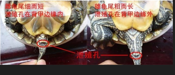 草龟怎么分公母图解图片