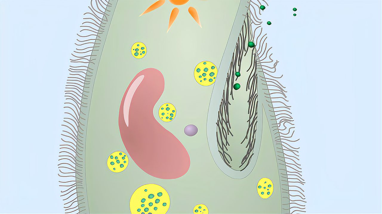 草履虫 b>消化食物 /b>的过程- b>视频 /b>素材