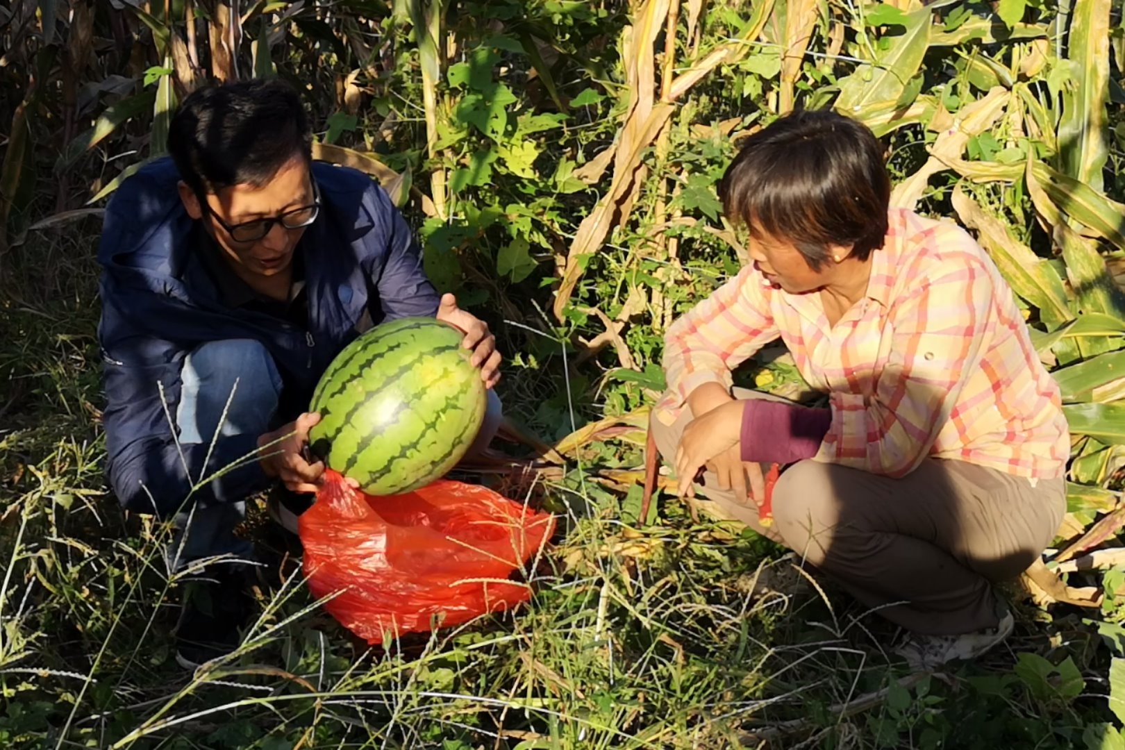 嫁接在冬瓜上的西瓜,你们说是白瓤还是红壤?一起来见证吧