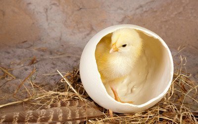 蛋生的动物等孵化以后才能出来,它们是怎么呼吸的?