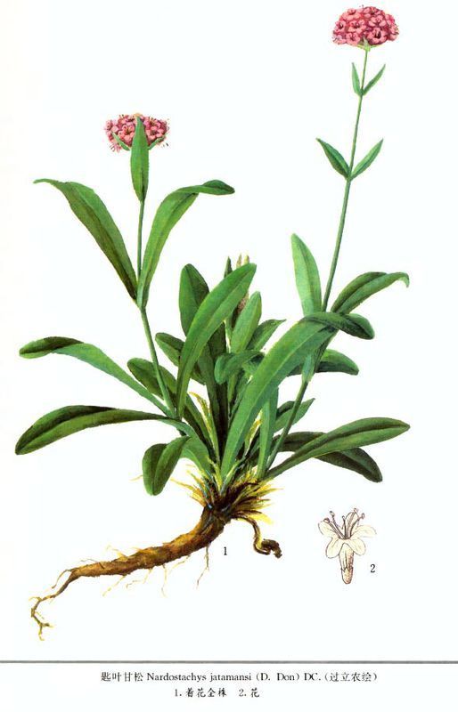 哪哒」ναρδοζ,甘松香油,从甘松的根和叶梗中提炼出来的芳香油