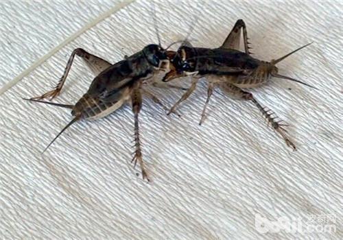 属于一种昆虫,被农民视为害虫,由于每个人的喜好不一样,近年来蟋蟀也