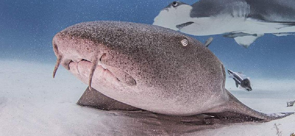 最温顺的鲨鱼 曾有一条只吃素不吃肉  护士鲨名副其实