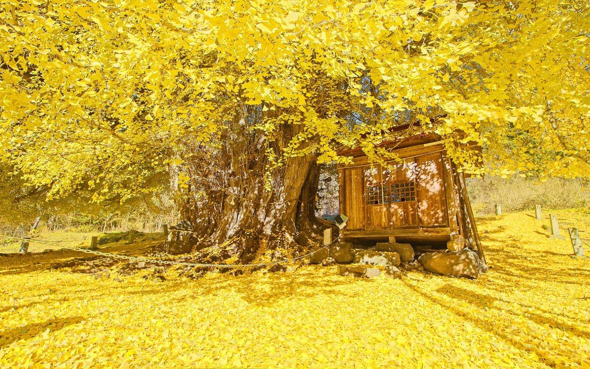 [图]银杏 晚秋 北信州 A Huge Golden Ginkgo Tree in Northern Shinsyu