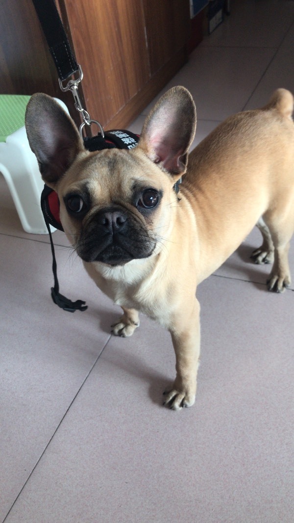 两个问题,这只法斗纯不纯,眼睛红血丝