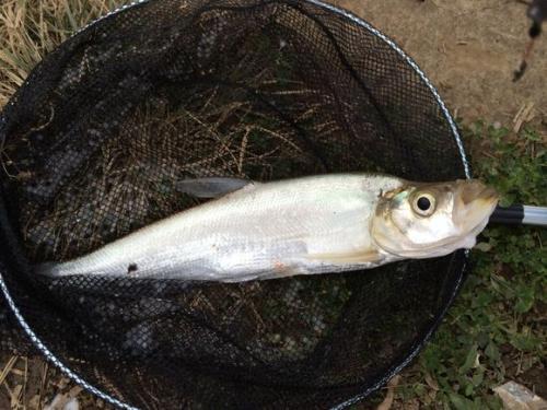 专攻翘嘴鱼饵料配方