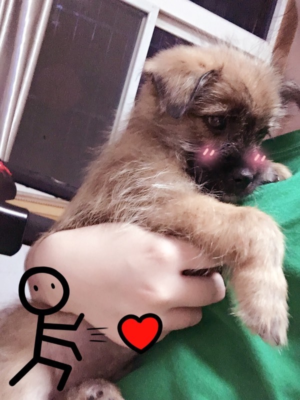 这是捡来的流浪狗 宠物店有的说这是土狗 有的说是博美串串串的有点