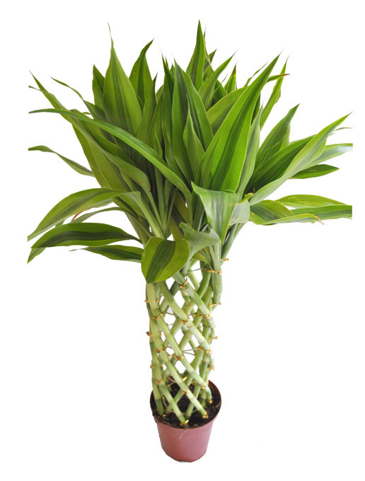 富贵竹,原称:辛氏龙树,别名竹蕉,万年竹,万寿竹,距花万寿竹,开运竹