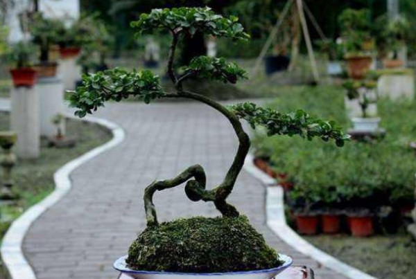 盆景金弹子着急造型,奈何比蜗牛还慢的长成,几个方法给它加速度?