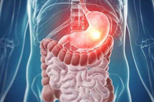 消化和吸收的概念,要简洁明了