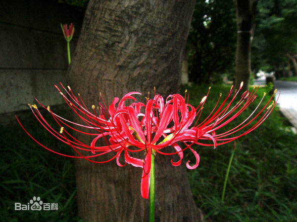 曼珠沙華的花語: 日本花語: