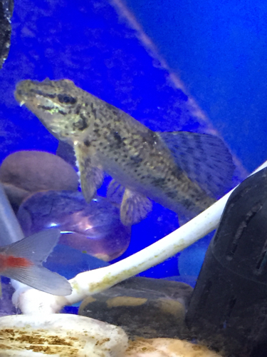 这种河里满身麻点的小鱼叫什么?很小,三四厘米