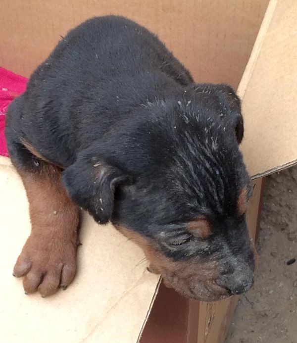 20多天了,才长这么大.小时候瘦小,长大后会不会影响他的个头?