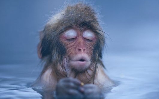 「日式雪猴泡汤」日本雪猴泡温泉时的销魂表情