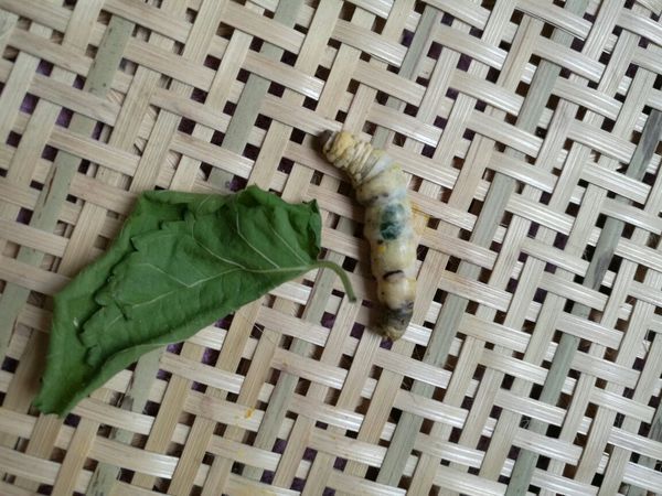 大蚕在吐丝前,肚子发胀,并能看到发胀部位透出绿色,似乎是桑叶没消化