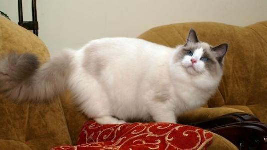 布偶的体型到底多大啊?