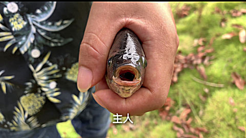 广西小伙在水沟里捉到一条 会说话的鱼,一起来看看吧