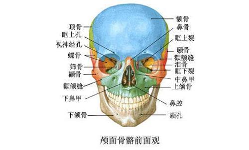 哪里能找到人体脸部肌肉和骨骼的名称