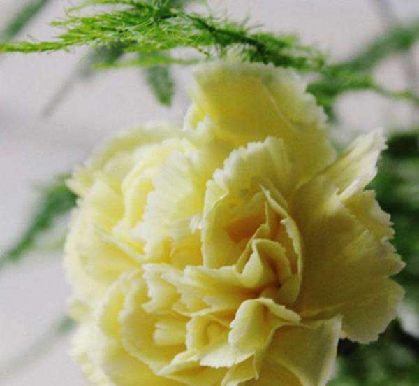 送给去世的亲人什么花好