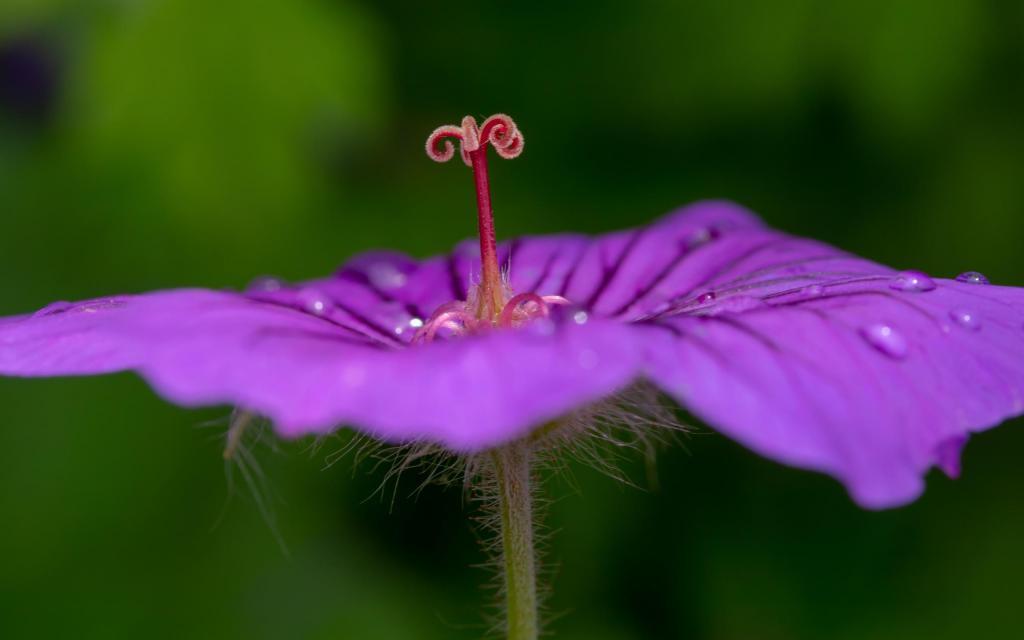 近拍雨滴下的小清新花花世界[图1]