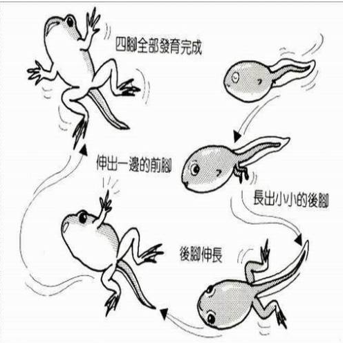 蝌蚪是怎么变成青蛙的简笔画