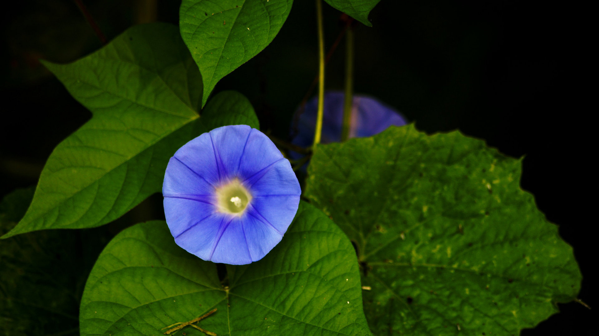 蓝色牵牛花图片壁纸[图6]