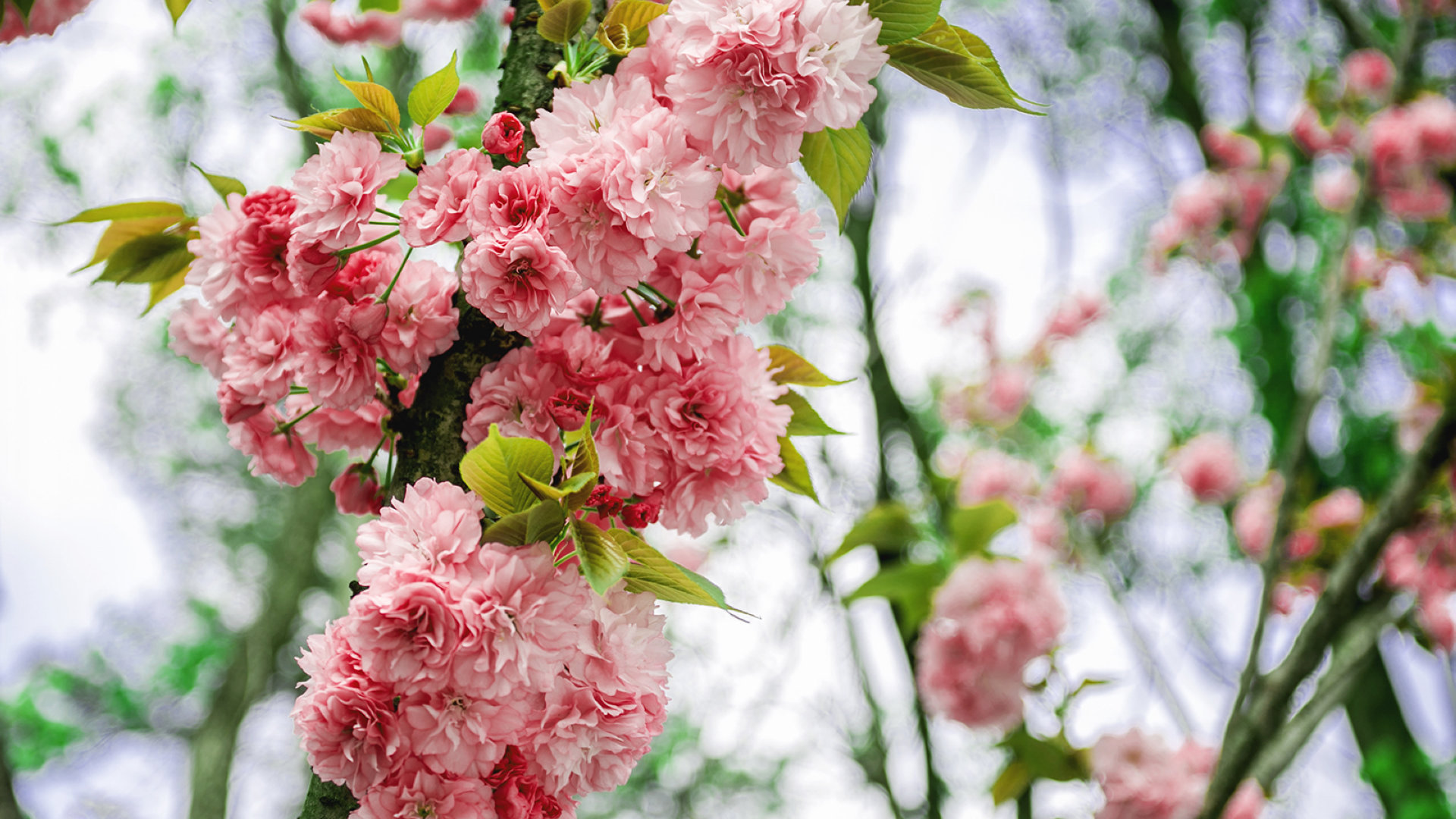 蔷薇科灿烂樱花图片[图4]