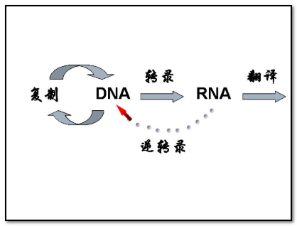 分子遺傳學的中心法則是什麼