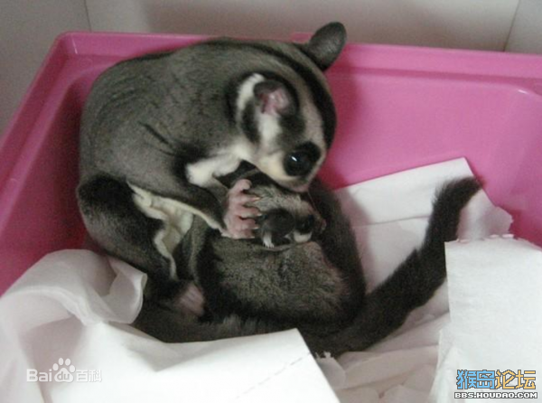 广东的,养魔王松鼠好还是养蜜袋鼯好