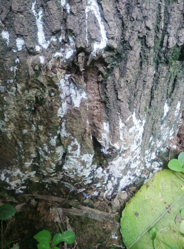 死树根上长的菌类图片图片