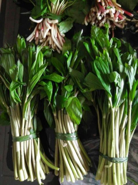 这个野菜是什么名字啊,怎么吃呢