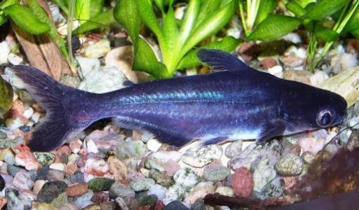 蓝鲨鱼肚子很鼓然后死了是什么原因