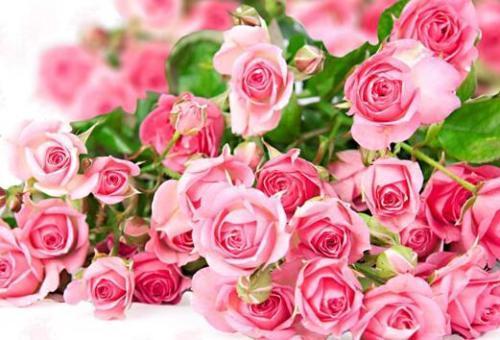 12朵粉色玫瑰代表什么意思