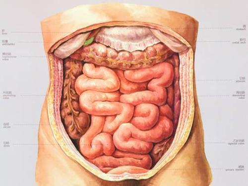 肠脂垂图片