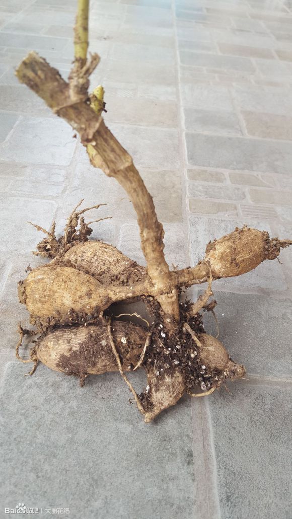 大丽花没有上面那一根棍,底下的小球能活吗?如图