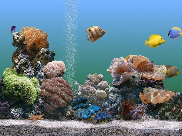 怎样把海洋水族馆屏保设置成壁纸_360问答