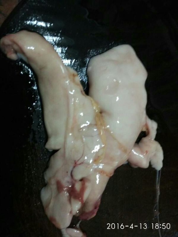 宰了一条鲤鱼,肚子里面有白色的东西是什么?能吃吗?