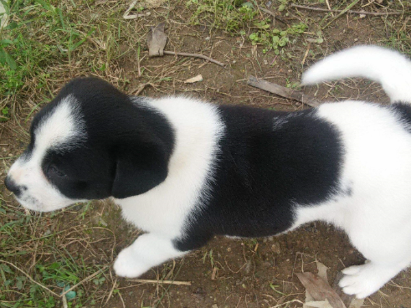 给狗狗取什么名字霸气又拽?