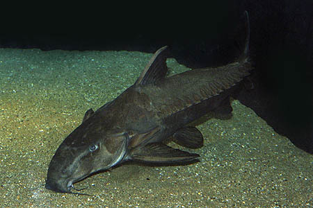 黑缘刺鲨图片