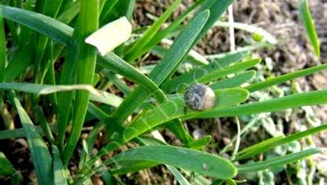 韭菜地里有蜗牛怎么根治