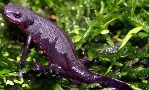 庐山发现中国火龙_号称中国火龙的东方蝾螈,实际上携带剧毒"技能"