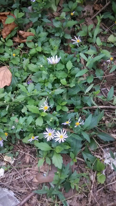 菊科  compositae  马兰属 别名:马兰头  鸡儿肠  红管药  马兰 北 