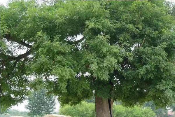 大多数人在庭院周围选择种椿树,这是有什么讲究吗?