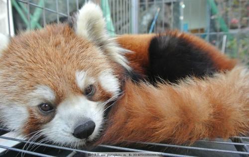 小熊猫属于什么科的动物