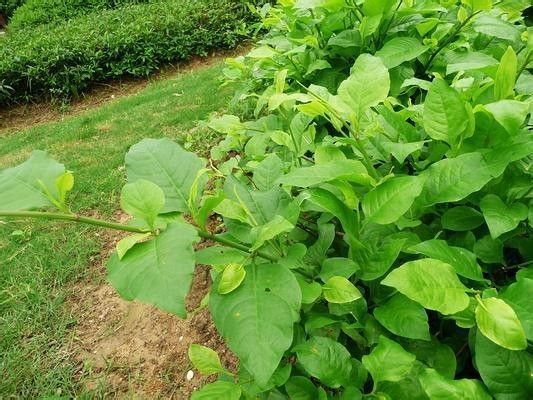 瑶药虎类化学成分及药理作用