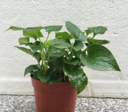 鱼腥草怎么盆栽