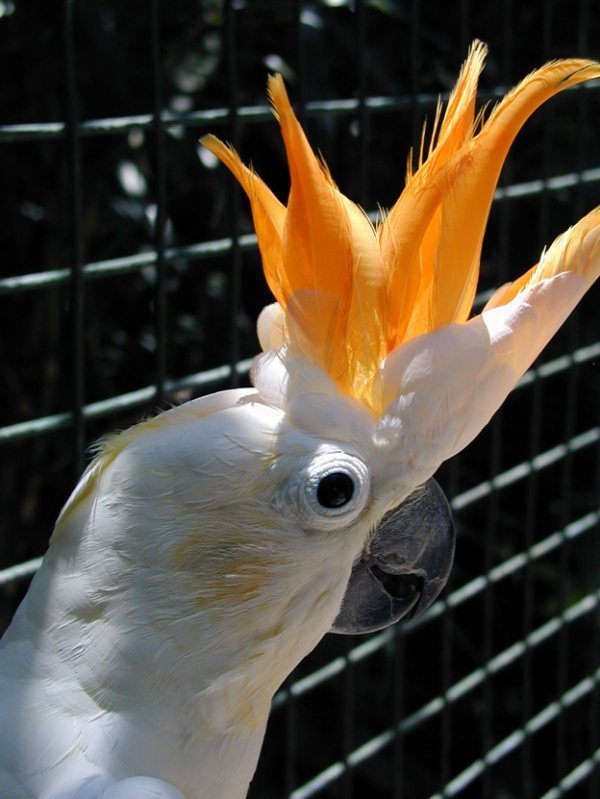 桔梗鹦鹉鸟图片