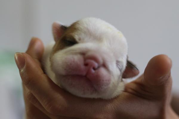 才出生的斗牛犬是什么样子.