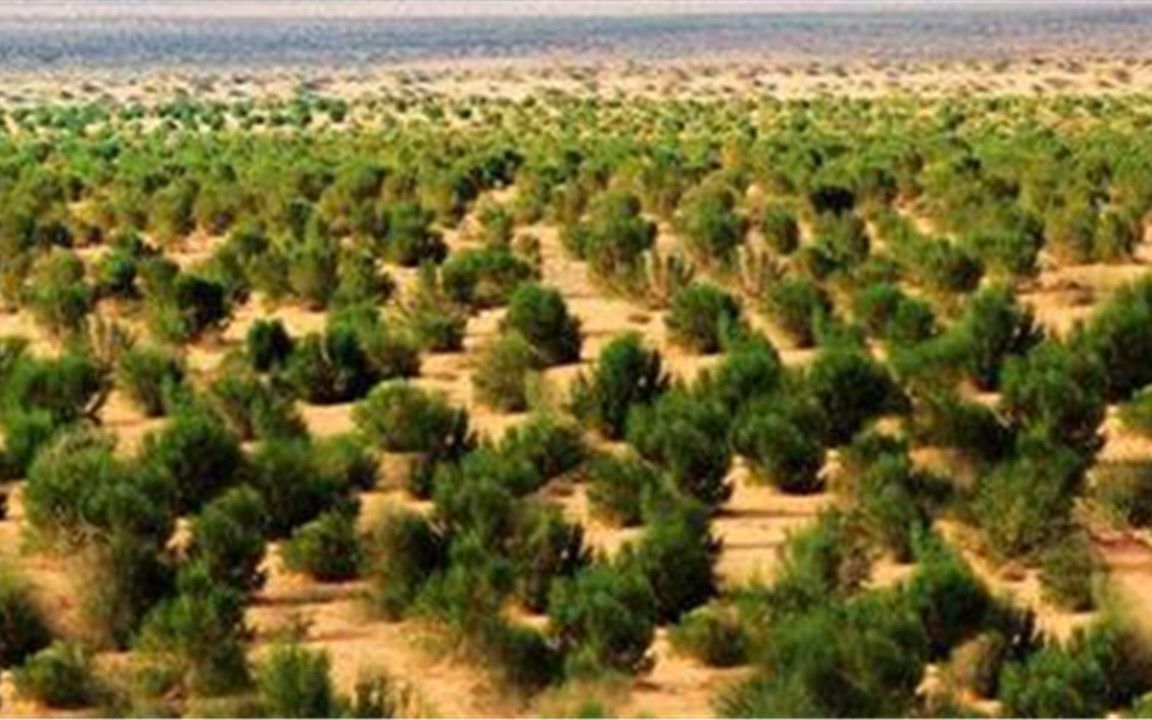 快来看 蚂蚁森林实况,已种下1025万棵树,你的那棵在哪里