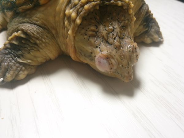 大家帮我看看我的小鳄龟是不是得白眼病了?要怎么办啊?急求!